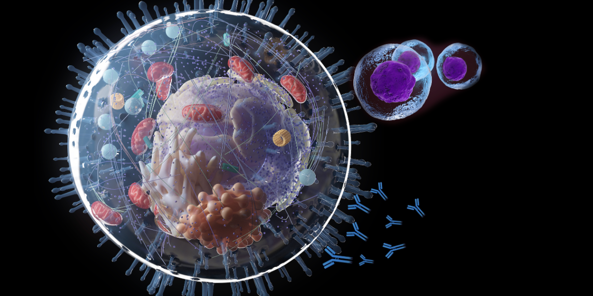 SurVaxM T cell and Antibody